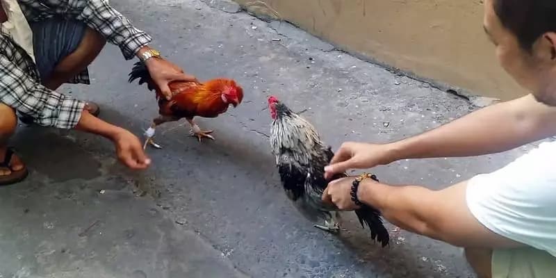 Cơ chế trả thưởng hậu hĩnh