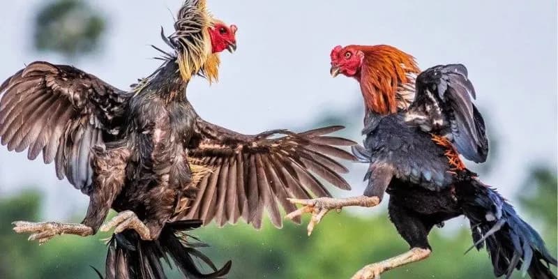 Lấy lời khuyên để ra quyết định